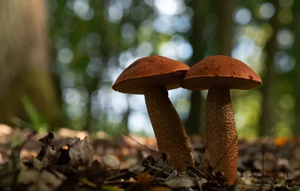 Picture autumn, forest, leaves, nature, mushrooms, two, boletus, a couple