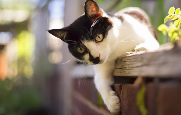 Cat, cat, look, black and white, Board, the fence, face, green eyes