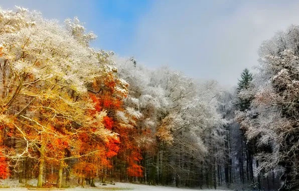Picture frost, autumn, forest, the sky, trees