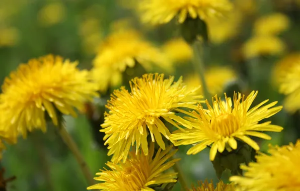 Field, nature, dandelion, petals, meadow