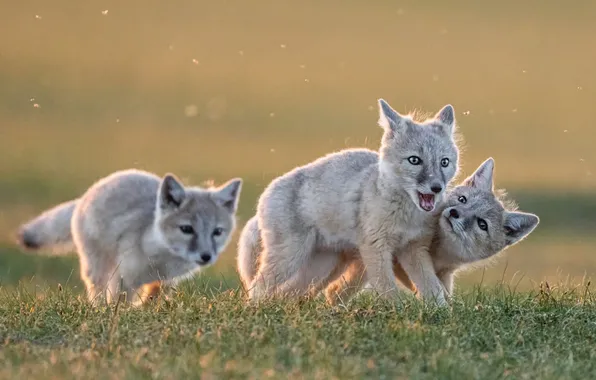 Glade, the game, puppies, running, grey, trio, Fox, bokeh