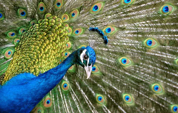 Picture bird, feathers, tail, peacock