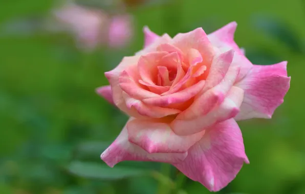 Background, roses, petals, pink