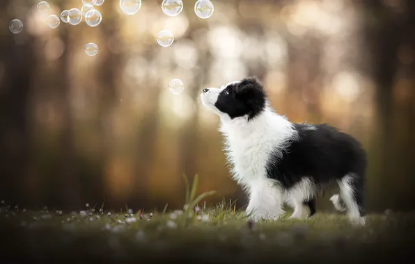 Picture dog, bubbles, puppy, bokeh
