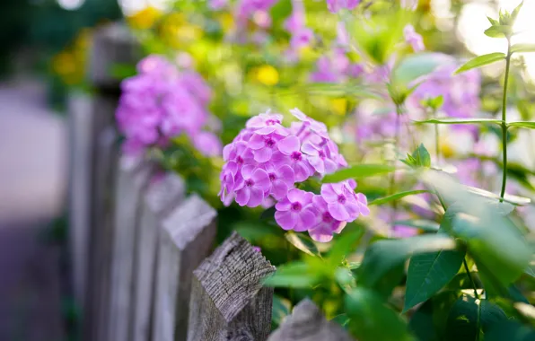 Picture leaves, flowers, the fence, blur, garden, pink, flowerbed, bokeh
