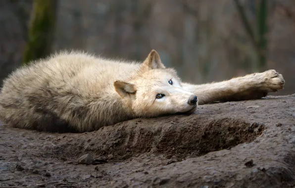 White, look, nature, pose, stones, wolf, paws, lies