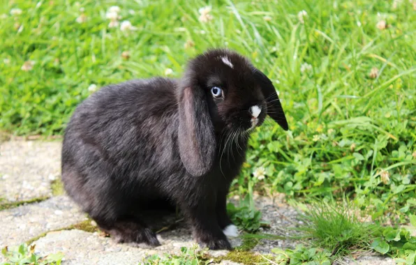 Grass, look, nature, stones, black, hare, rabbit, fold