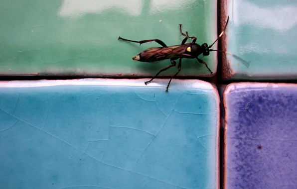 Picture tile, cockroach, Beetle