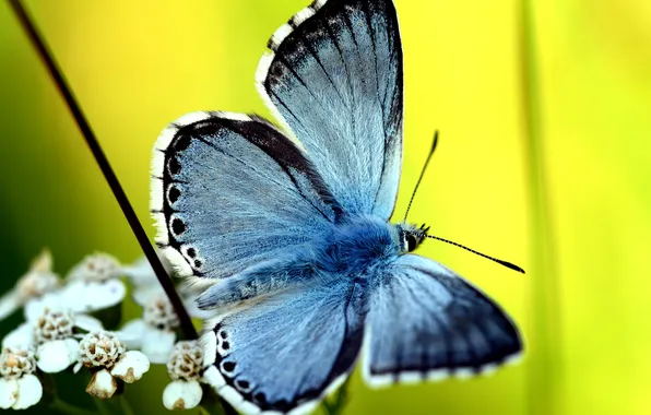 Summer, butterfly, green background