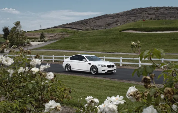 White, flowers, roses, BMW, BMW, white, side view, the bushes