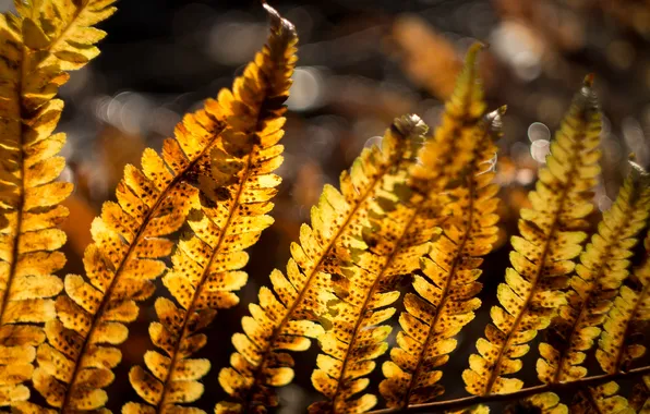 Picture autumn, leaves, nature