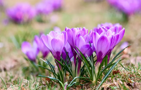 Flowers, spring, crocuses, Violet, Crocuses