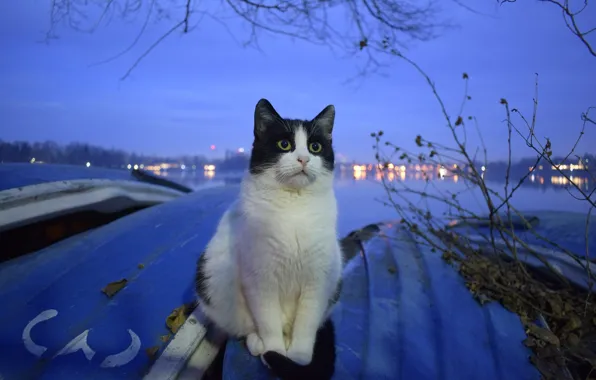 Cat, background, sitting, Kota
