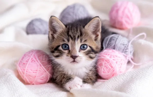 Cat, look, tangle, pose, kitty, portrait, cute, fabric