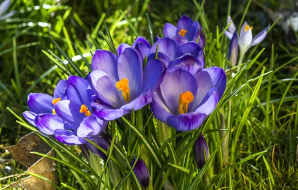 Picture purple, spring, crocuses