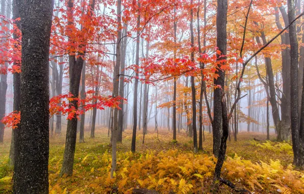 Autumn, forest, trees, fog