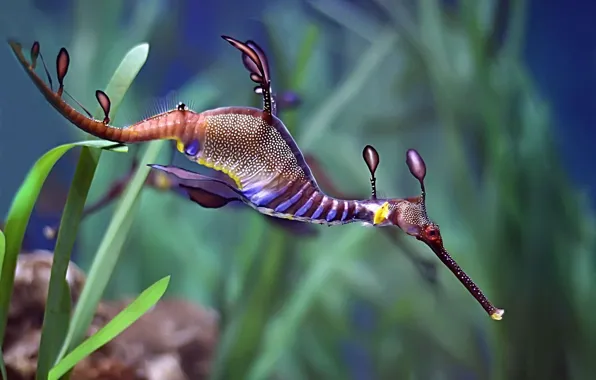 Picture algae, the bottom, under water, sea dragon, phyllopteryx taeniolatus