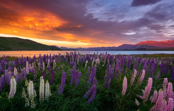 Picture clouds, flowers, the evening, lupins