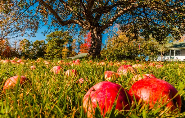 Grass, light, branches, nature, blue, tree, glade, apples