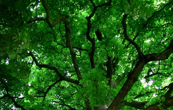 Nature, branch, foliage, green background, the crown