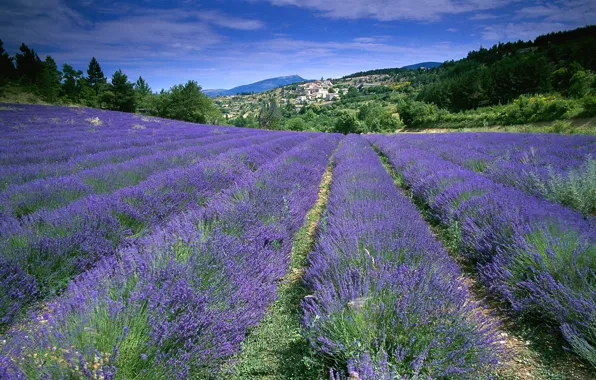 Picture field, flowers, France, lavender, Provence