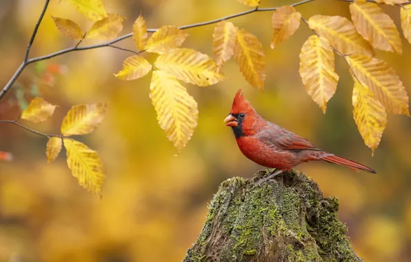 Autumn, nature, bird, foliage, yellow background, bokeh, cardinal, red cardinal