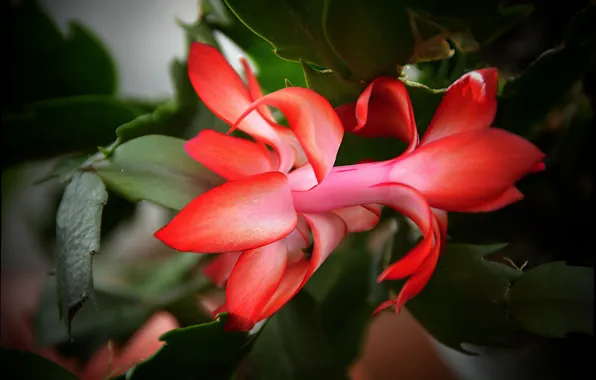 Bokeh, bokeh, red flower, Red flower, Decembrist