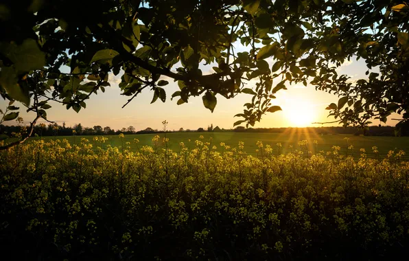 Field, the sun, flowers, rape, rapeseed field