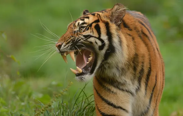Picture tiger, predator, fangs, grin, wild cat