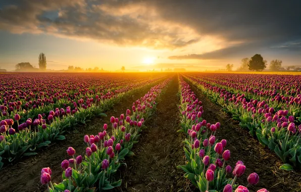 Field, the sky, the sun, light, sunset, dawn, tulips, a number