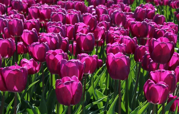 Flowers, petals, Tulips, raspberry