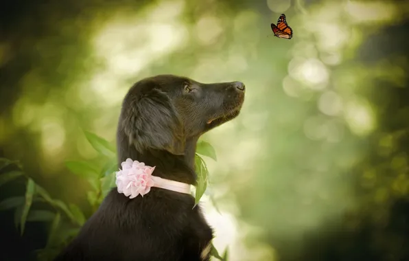 Picture nature, animal, butterfly, dog, profile, dog, bokeh