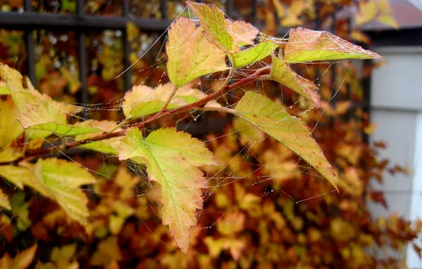 Picture autumn, leaves, drops, web