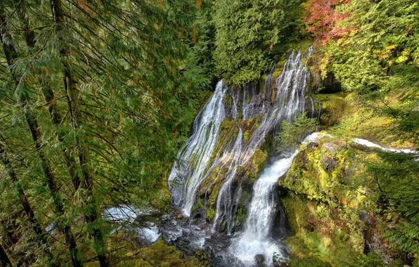 Forest, landscape, waterfall