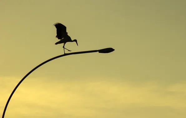 Sunset, yellow, nature, background, bird, street, color, wings