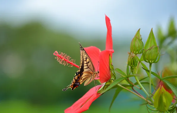 Flower, red, butterfly, swallowtail, hibiscus