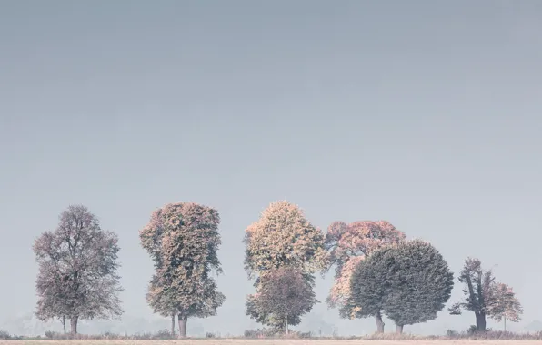 Picture trees, nature, fog