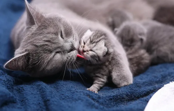 Language, cat, cats, kitty, baby, weasel, care, mom