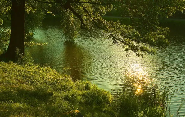 Forest, summer, nature, river