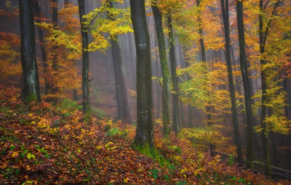 Autumn, forest, leaves, trees, branches, fog, slope, falling leaves