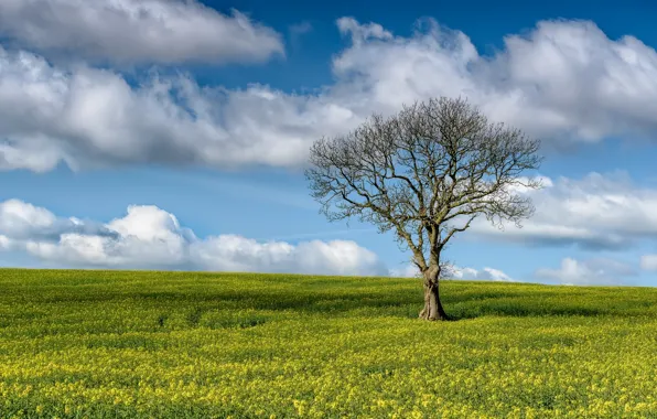 Picture field, summer, trees