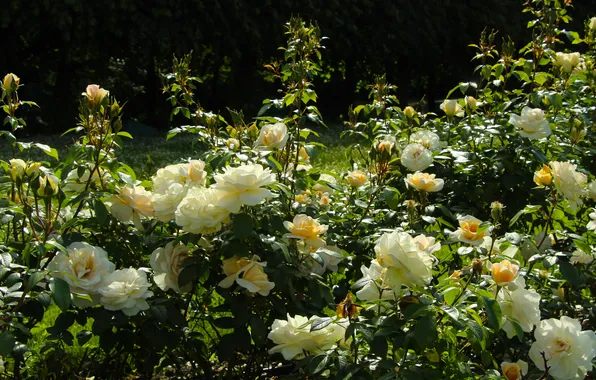 White, roses, blooming