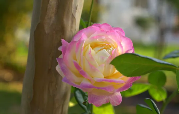 Picture nature, sheet, rose, petals, Bud