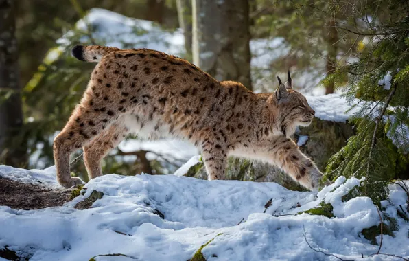 Winter, snow, lynx