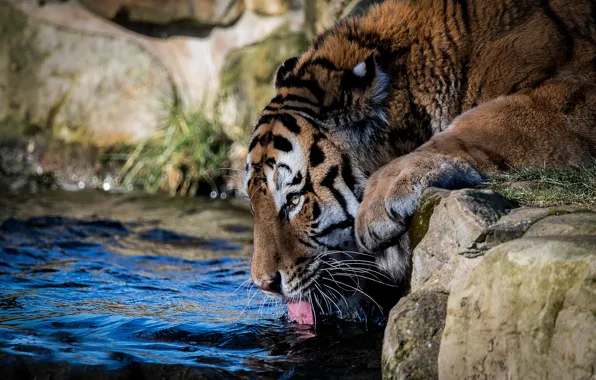 Face, water, tiger, thirst, drink, wild cat