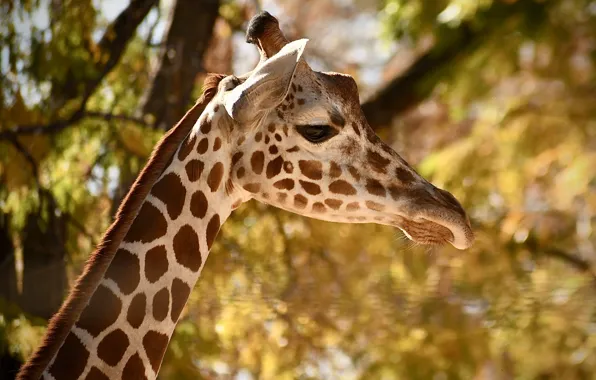 Trees, animal, giraffe, neck