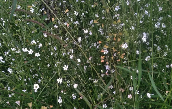 Flowers, Summer 2025, Grain stargazer
