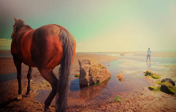 Nature, horse, horizon, male, Man and horse