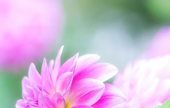 Wallpaper, paint, petals, buds