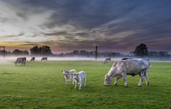 Picture field, fog, cattle, Nederland, Deventer, The province of Overijssel